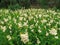 Glade with white meadowsweet panicles