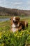 Glade of wild anemones and dog. Australian Shepherd puppy is resting in clearing with yellow primroses on warm sunny spring day.