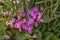 Glade of wild blooming purple cyclamen. Cyclamen purpurascens. Spring landscape in Israel. Photo for computer wallpaper, interior