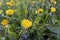 Glade of yellow dandelions among the green grass