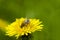 A glade of yellow dandelions on a green lawn under the rays of the sun