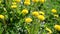 Glade of yellow dandelions in wind
