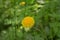 Glade yellow flowers dandelion summer Russia meadow green