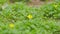 Glade Of Yellow Flowers With Green Leaves. Ranunculus Ficaria Or Ficaria Verna. Shallow depth of field.