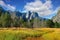 The glade with a yellow grass