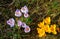 Glade of yellow and purple primroses. crocuses bloom in spring