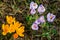 Glade of yellow and purple primroses. crocuses bloom in spring