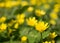 Glade of yellow wild flowers in spring. Soft focus