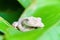 Gladiator Tree Frog (Hypsiboas rosenbergi) close-up, taken in Costa Rica