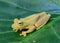 Gladiator Treefrog, Hypsiboas rosenbergi