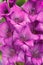 Gladiola flowers stamen pollen purple
