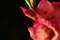 Gladiola--Interior closeup of flower on black velvet background