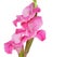 Gladiolas Isolated