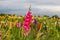 Gladiole on the field, pink gladioli for picking
