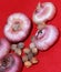 Gladioli bulbs on a red background close-up of varietal plants. Preparing flowers for planting