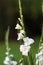 Gladioli flower, blurred nature background