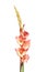 Gladioli flower spike