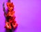 Gladioli flowers