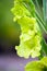 Gladioli flowers on green meadow