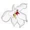 The Gladiolus Acidanthera flower natural. vector illustration