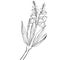 gladiolus august birth flower drawing, gladiolus flowers illustration artistic coloring page, simplicity