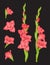 Gladiolus. Beautiful flowers colourful red buds decent vector realistic pictures