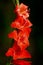 Gladiolus blossom