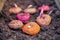 Gladiolus bulbs different sorts before planting in the ground in spring.Planting flowers in the spring in the garden.