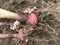 Gladiolus Bulbs with roots and stalk.