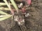 Gladiolus Bulbs with roots and stalk.