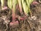 Gladiolus Bulbs with roots and stalk.