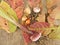 Gladiolus Bulbs  with roots and stalk.