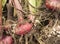 Gladiolus Bulbs  with roots and stalk