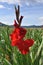 Gladiolus field