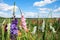 Gladiolus field with colorful blossoms, for self cutting