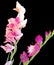 Gladiolus floral art