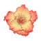 Gladiolus flower.