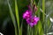 Gladiolus Flower against Dark Background