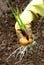 Gladiolus flower bulb onion