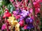 Gladiolus Flower Close-Up