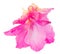 Gladiolus flower isolated on white digital painting