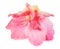 Gladiolus flower isolated on white digital painting