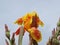 Gladiolus Flowers Bloom In An Old Flower Bed