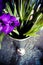 Gladiolus Flowers in chrome vase