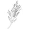 gladiolus flowers illustration coloring page, simplicity, Embellishment, monochrome, vector art gladiolus,