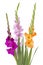 Gladiolus flowers on white