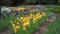 Gladiolus garden
