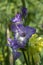 Gladiolus hortulanus garden ornamental plant in bloom, blue violet flowering flowers on long tall green stem, buds on the top