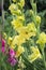 Gladiolus hortulanus ornamental flowers in bloom, yellow green color