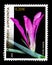 Gladiolus illyricus (wild gladiolus), Greek Flora and Fauna seri